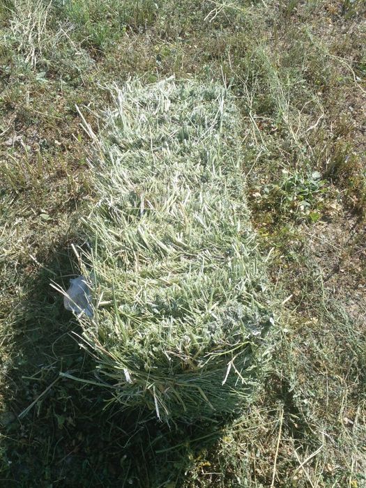 Шөп сатылады Сарыкемер ауылы