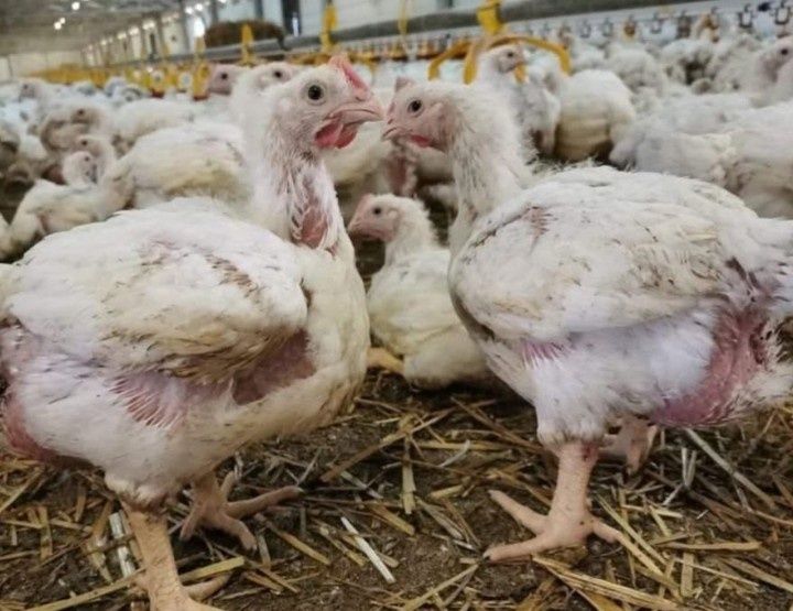 Pui alb de carne și pui rasă mixtă