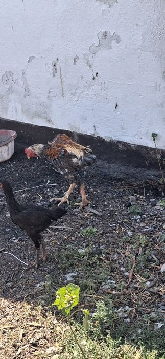 Продам дакана хороший большой