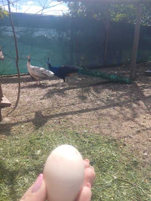 Ouă păun umeri negrii
