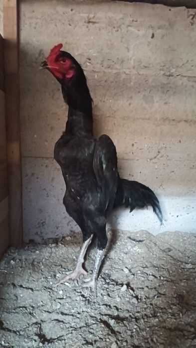 Хуроз сотилади..