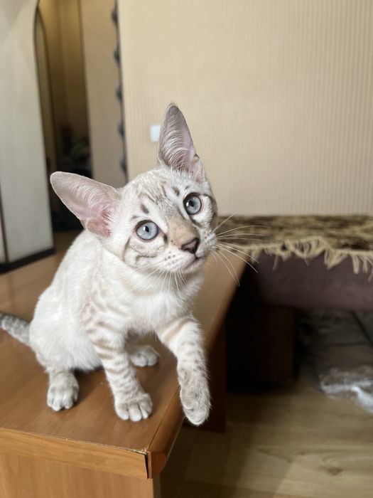 Котята Бенгальские