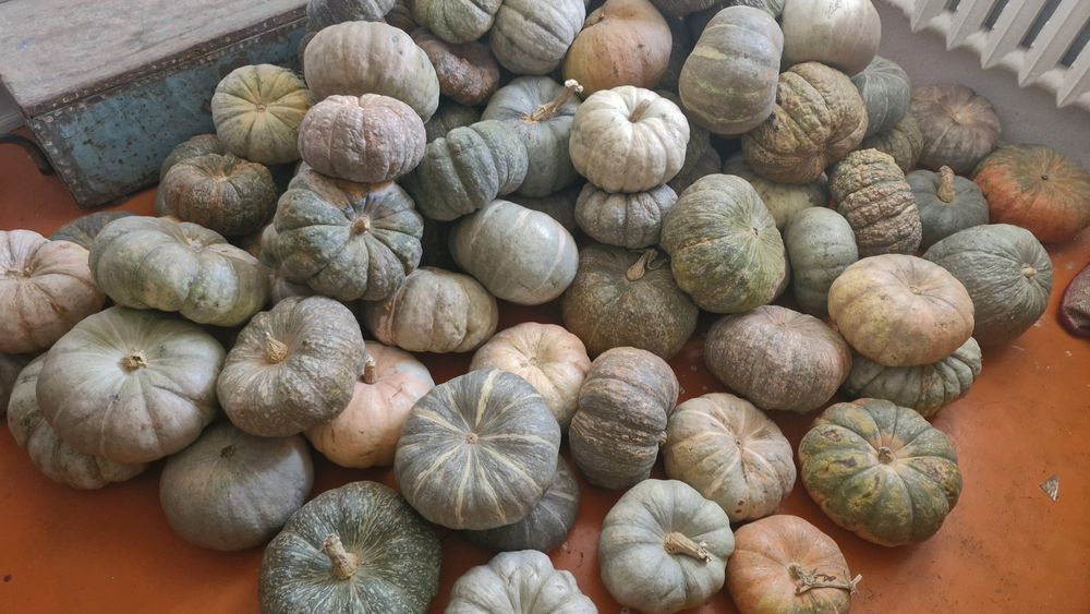 Тыква мраморная вкусная Асқабақ