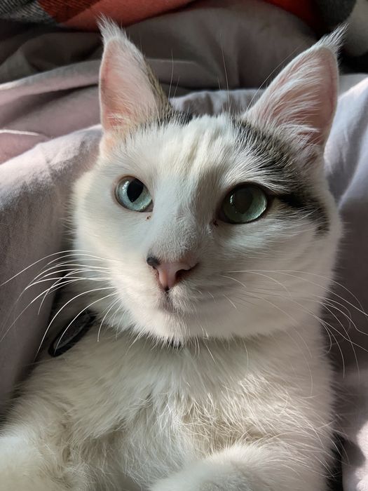 Пропал белый кот