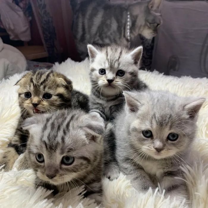 Вислоухие Котята