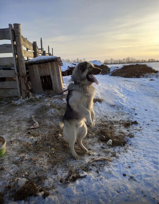 Отдам собака мальчик