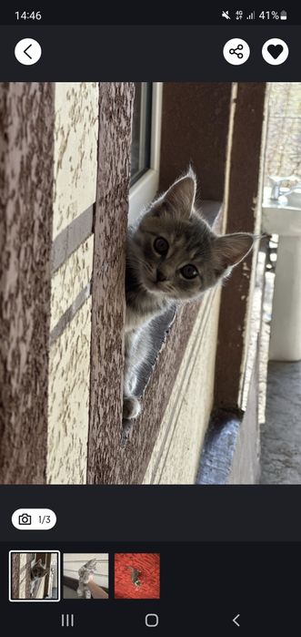 Mushik orgatilingan bemalol