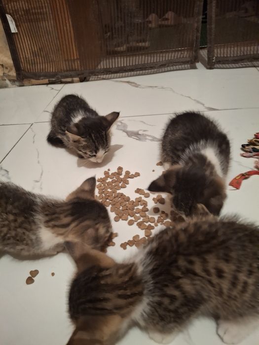 Котята срочно домашние
