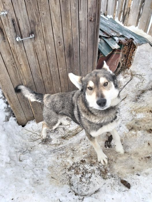 В поисках хозяина