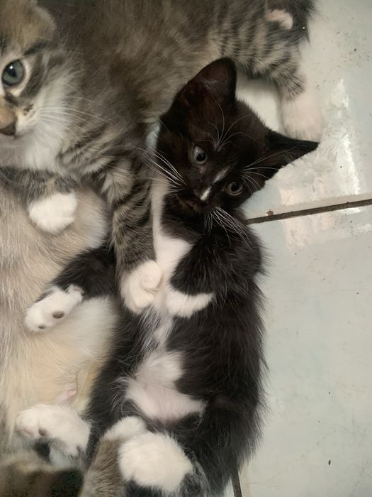 Продается котёнок, мальчик