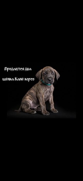 Щенки кане корсо