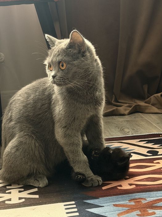 Ищем любящий дом для британских котят
