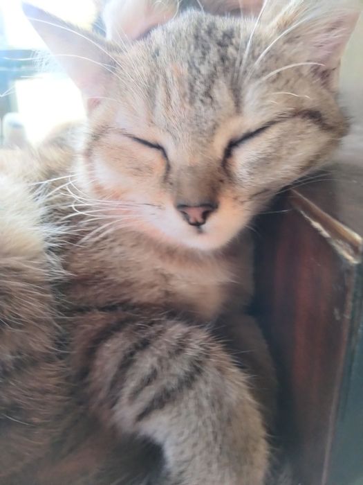 Отдам даром котят