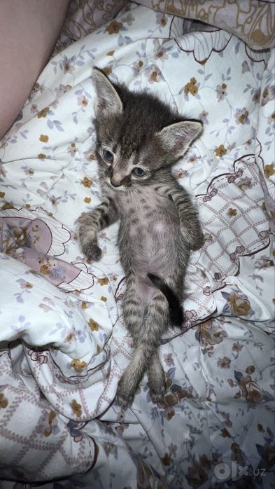 отдаю котенка в хорошие руки