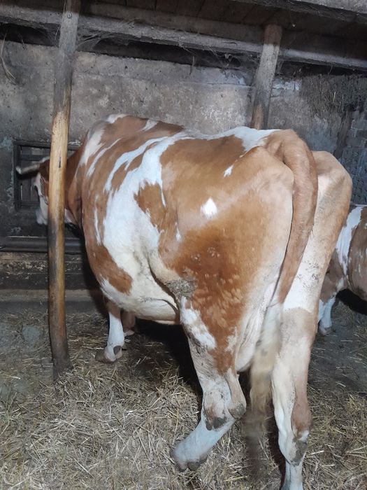 Vacă baltata românească