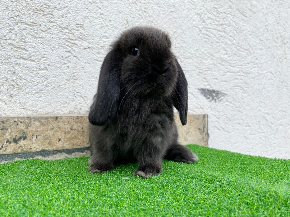 Iepuri pitici de companie mini lop/berbec pitic/holland lop