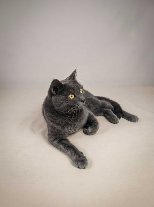 Отдам кота в добрые руки.