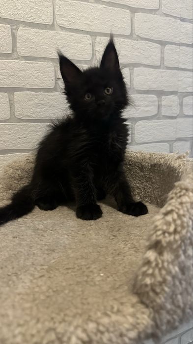 Продажа..котята.. Мейн-Кун... Питомник