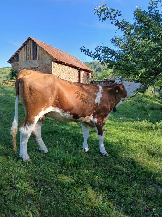 Vaca de 5 ani gestanta în 8 luni