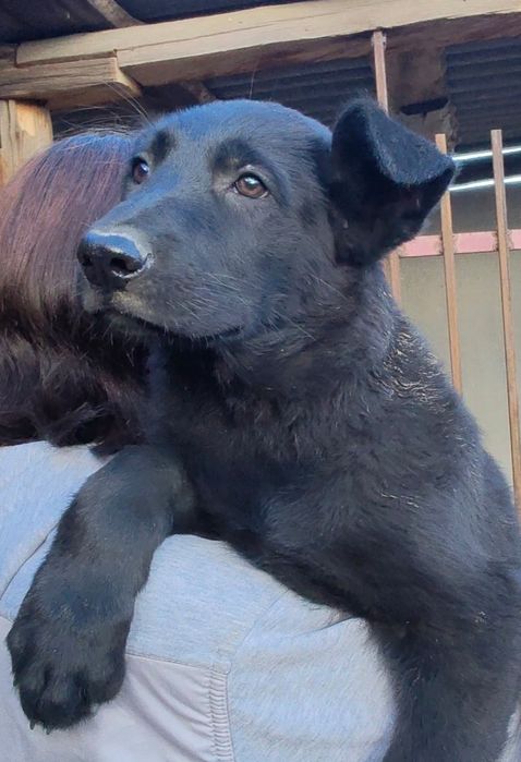 Щенки восточно-европейской овчарки