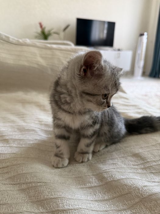 Котик шотланской породы