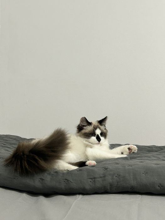 Adoptie Motan 1 an