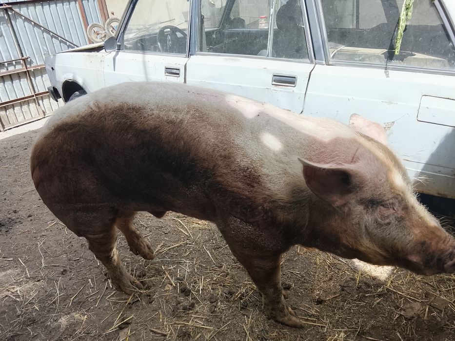 Продам кабана на племя