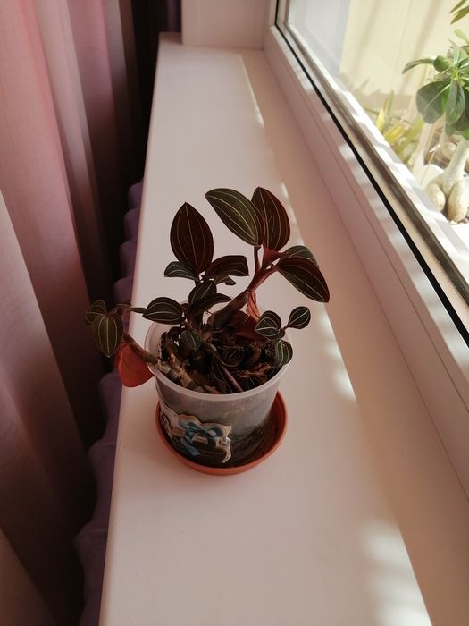 Продам комнатный цветок