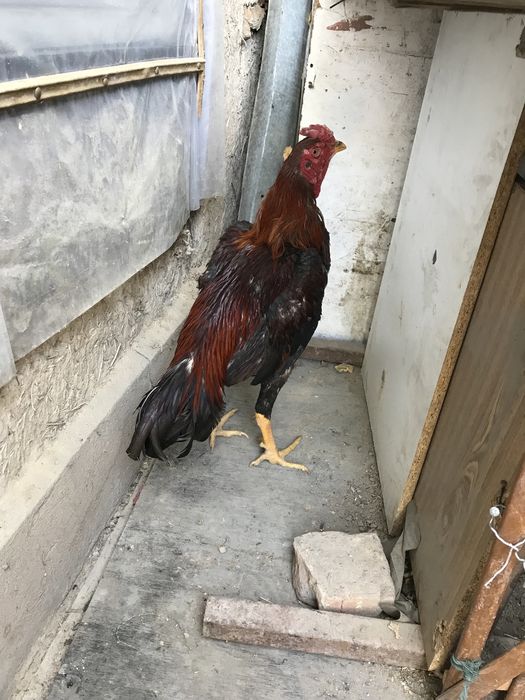 Продам бойцовского петуха дакан