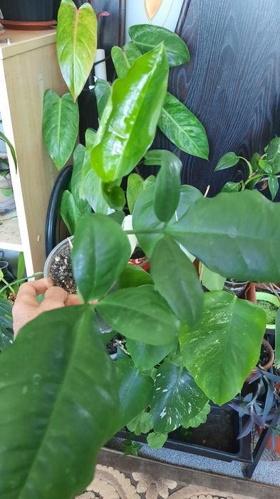 Сингониум разные