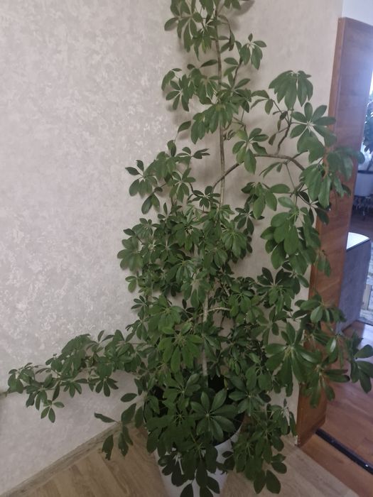 Продам комнатные цветы