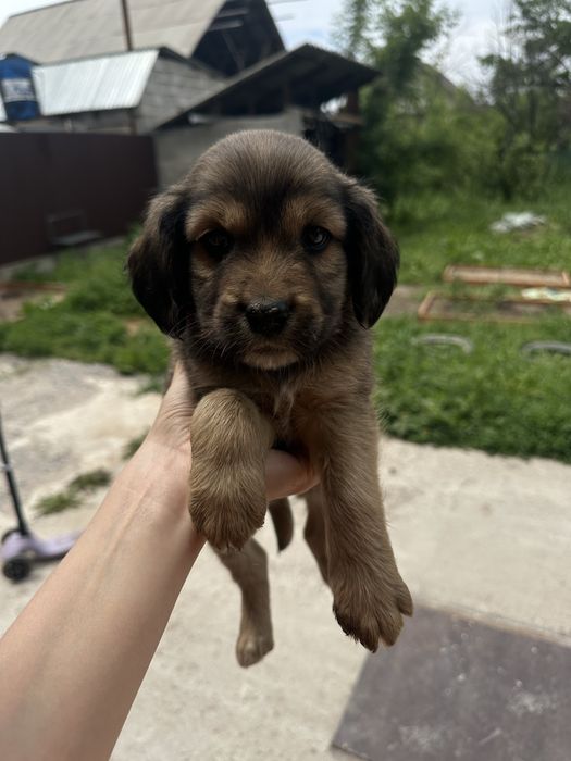 Милейщий щенок ищет дом