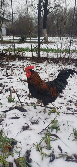 Vând cocoși din rasele Marans,Australorp și Araucana