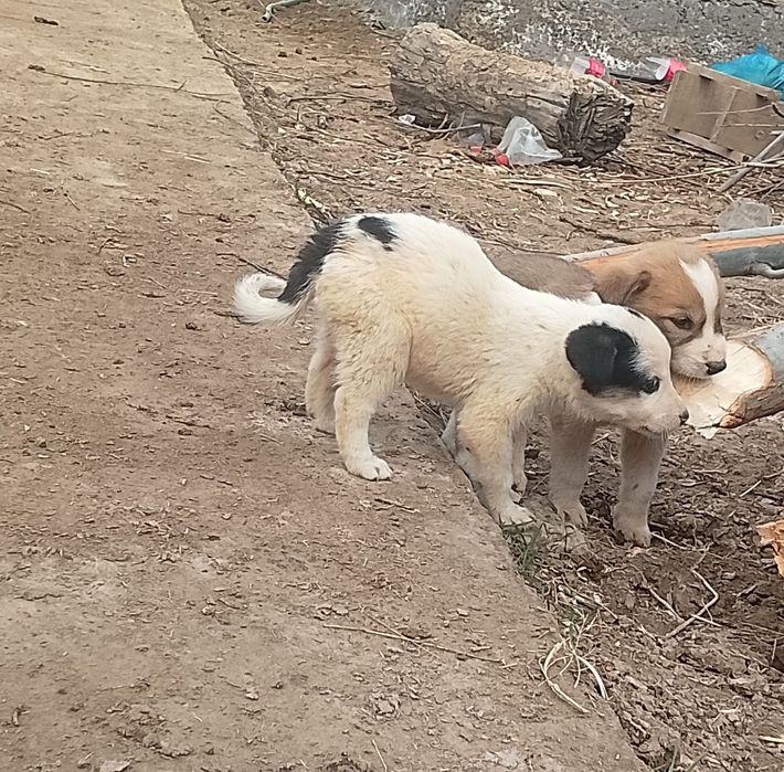 Алабай күшіктер бар