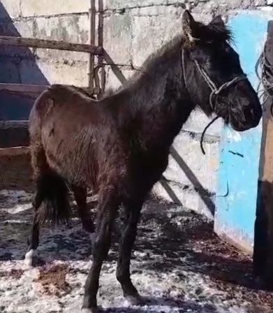 Құнан сатам немесе айырбастайм