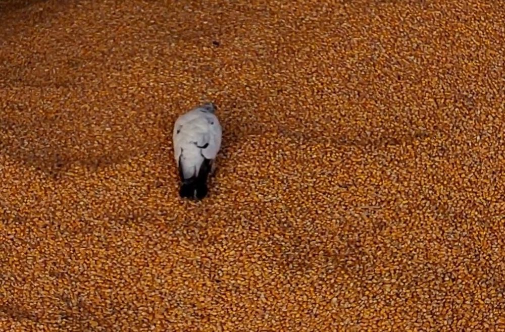 Tarâță  și Făină de Grâu , Porumb , Mălai , Urluială , Sare , Șrot