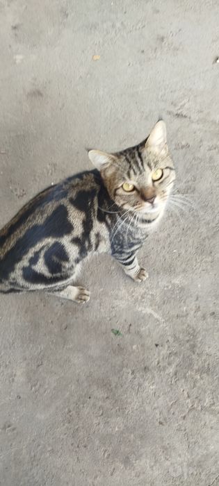Kota kicki mushuk bor bepul