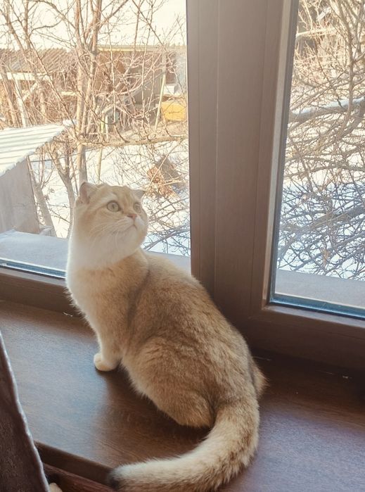 Шиншилла Шотландская