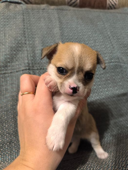 Мальчик чихуахуа