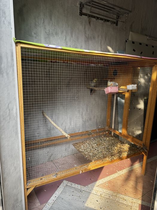 попугай корелла с вольерам прадаётса