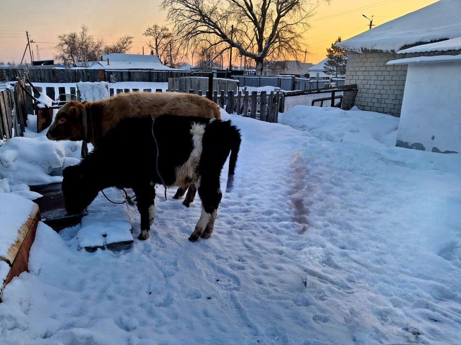 Бычок и телечка продам