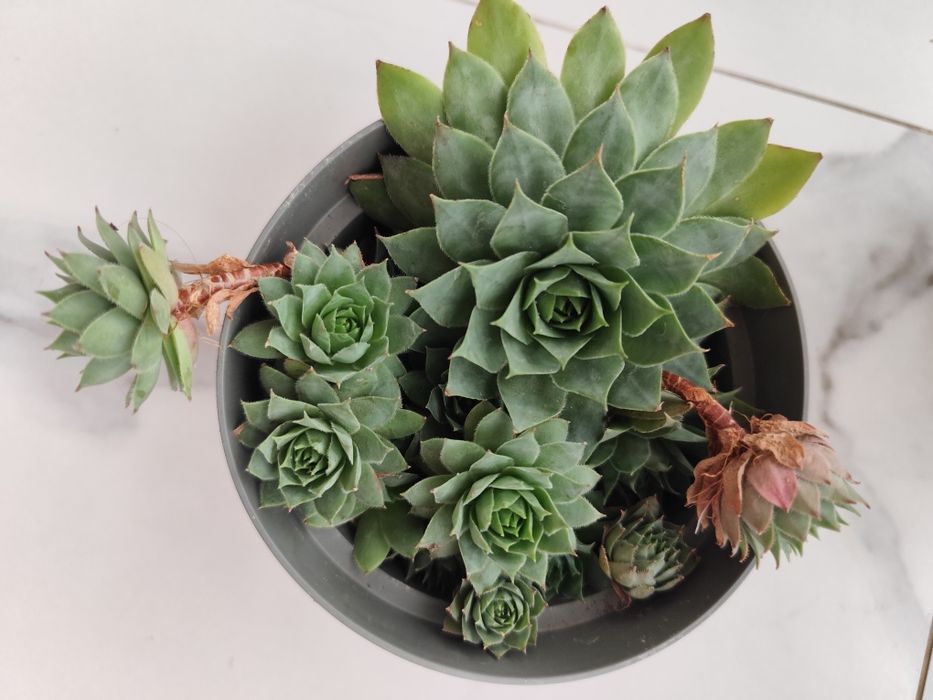2 ghivece cu Sempervivum
