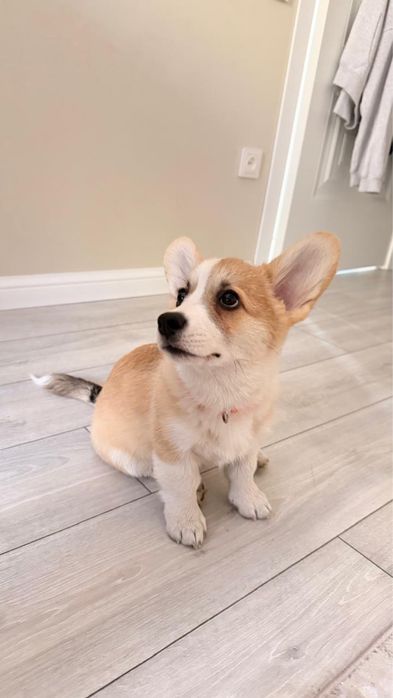 Продам собаку корги