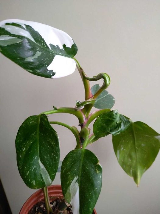 Филодендрон Белый Рыцарь -для дома и офиса