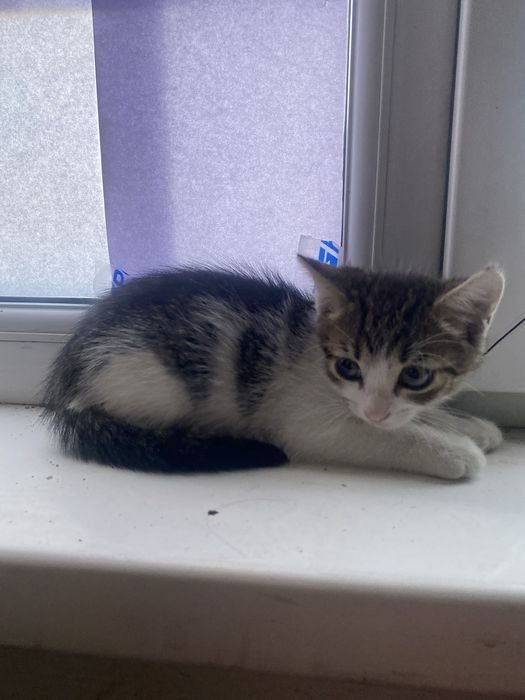 Отдам котенка девочку в добрые руки