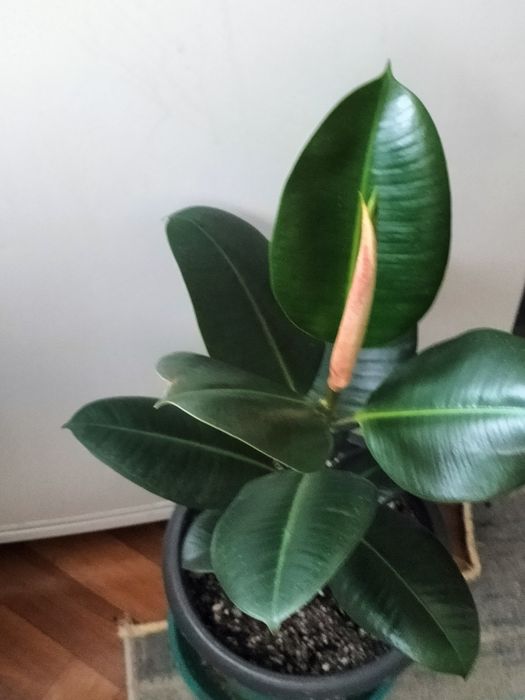 Фикус каучуковый