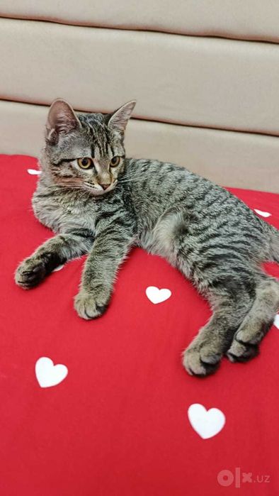 Отдам молодого кота даром