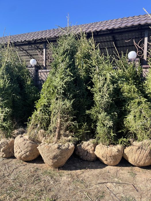 Ели сибирские качество люкс