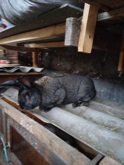 Кролики  молодняк 5000тг.