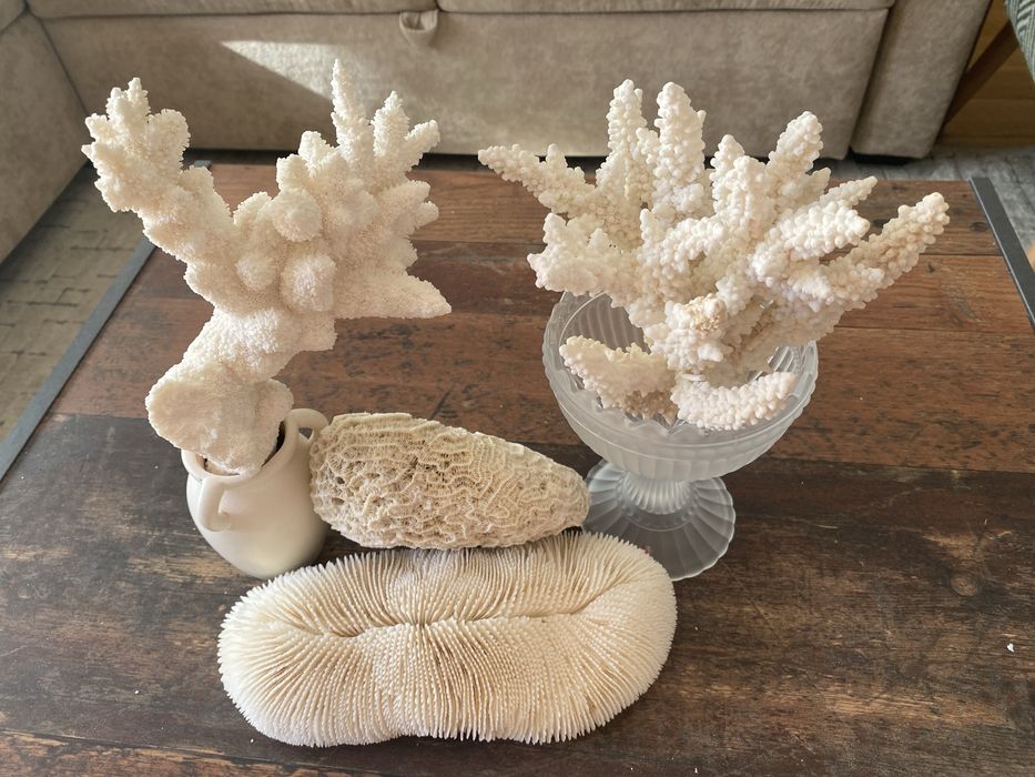 Corali Oceanul Indian